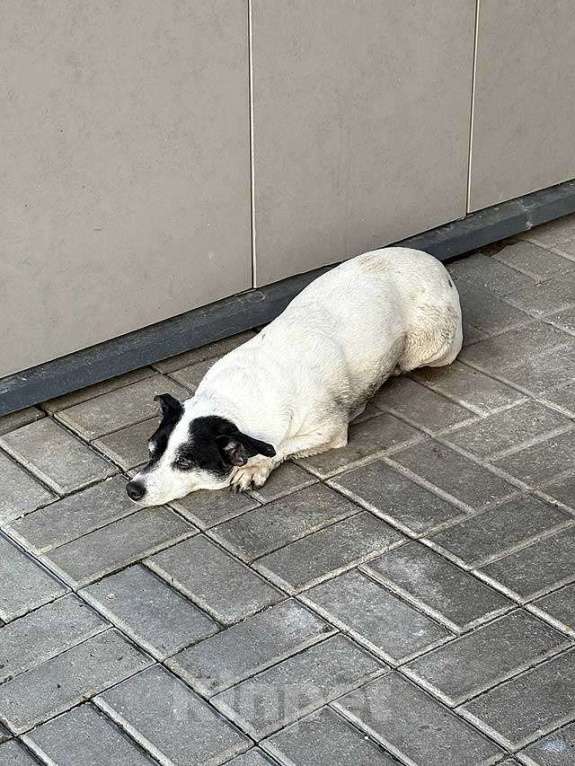 Собаки в Москве: Небольшая домашняя собачка Вега, метис Джек Рассела ищет дом Девочка, 10 руб. - фото 7