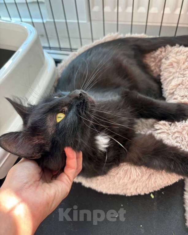 Кошки в Москве: Багира ищет дом Девочка, Бесплатно - фото 2