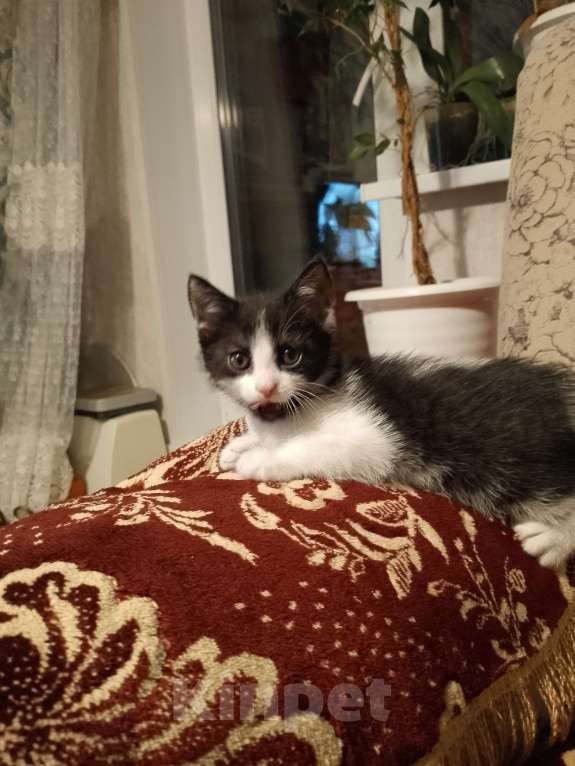 Кошки в Дзержинске: Отдам котенка в добрые руки за символическую платув Девочка, Бесплатно - фото 4