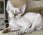 Кошки в Сергиеве Посаде: Голубоглазый малыш Мальчик, 30 000 руб. - фото 1