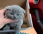 Кошки в Малмыже: Продаю котят, 6 000 руб. - фото 10