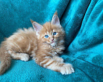 Кошки в Одинцово: Котята мейн кун Мальчик, 45 000 руб. - фото 2