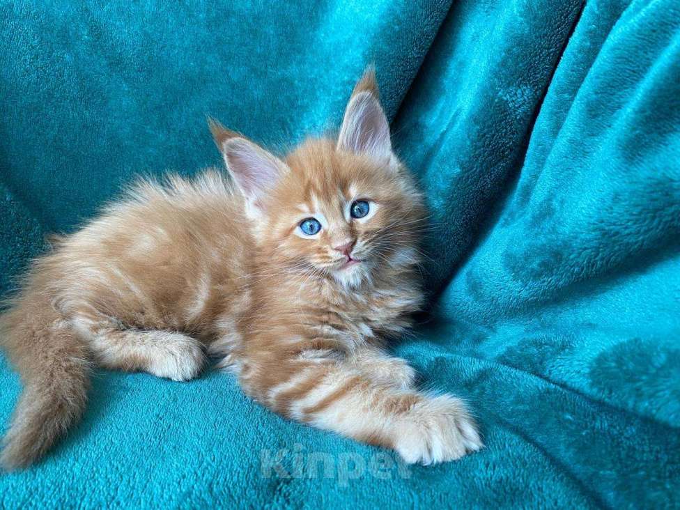 Кошки в Одинцово: Котята мейн кун Мальчик, 45 000 руб. - фото 2