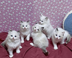 Кошки в Москве: Котята Рэгдолл  Мальчик, 50 000 руб. - фото 2