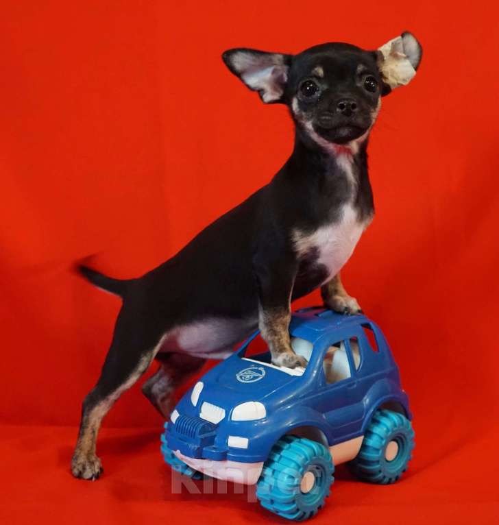 Собаки в Кудрово: Мальчик чихуахуа Мальчик, 40 000 руб. - фото 4