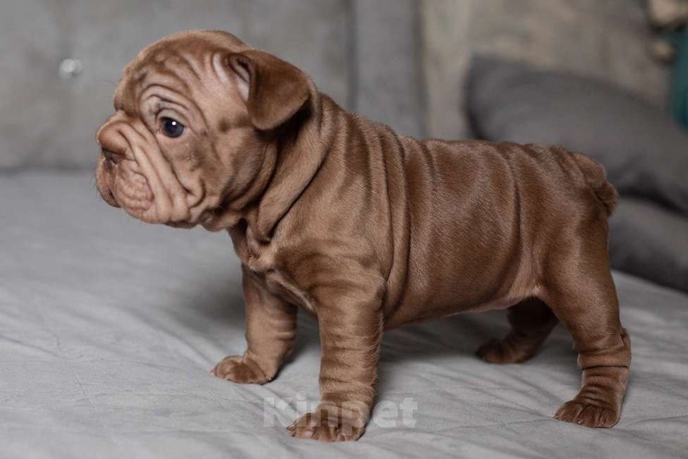 Собаки в Москве: Французский бульдог (бигроп), щенок Девочка, 150 000 руб. - фото 2
