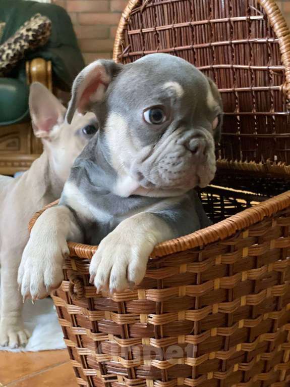 Собаки в Энгельс: породистые щенки французского бульдога Разнополые, 75 000 руб. - фото 6