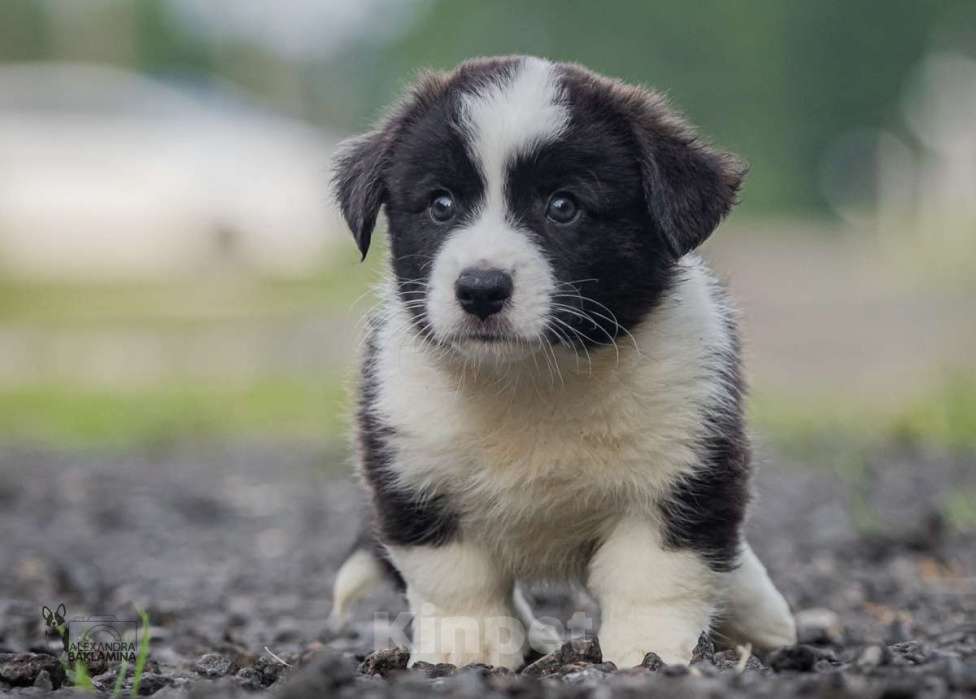 Собаки в Москве: Алеша Мальчик, 50 000 руб. - фото 4