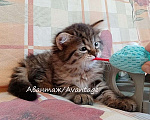 Кошки в Санкт-Петербурге: Сибирский котенок клубный, с документами, девочка  Девочка, Бесплатно - фото 1