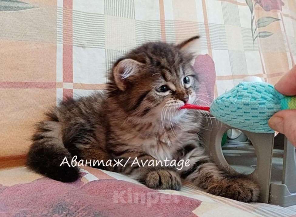 Кошки в Санкт-Петербурге: Сибирский котенок клубный, с документами, девочка  Девочка, Бесплатно - фото 1