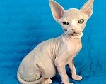 Кошки в Королеве: Сфинксенок из питомника Мальчик, 50 000 руб. - фото 2