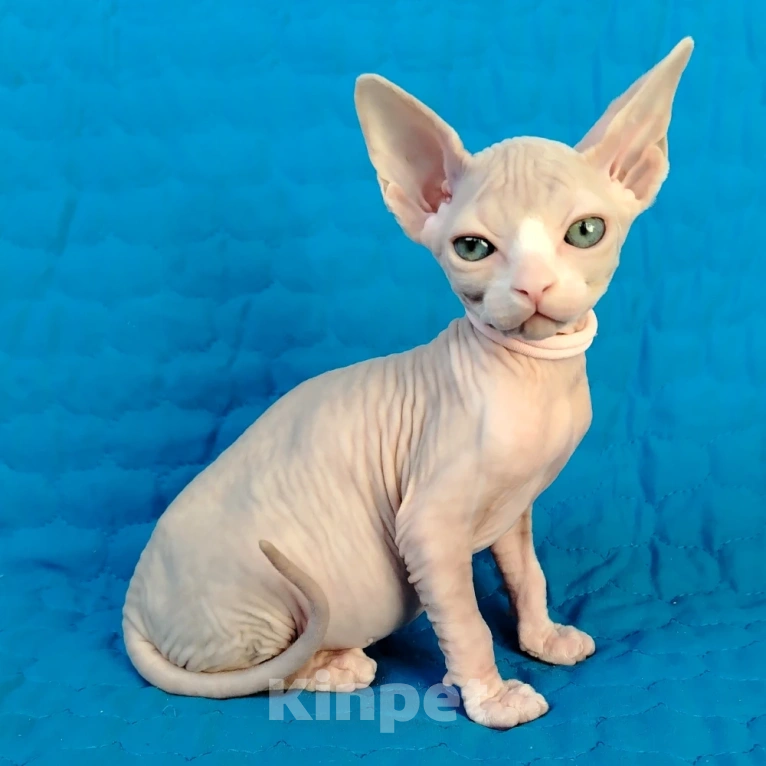 Кошки в Королеве: Сфинксенок из питомника Мальчик, 50 000 руб. - фото 2