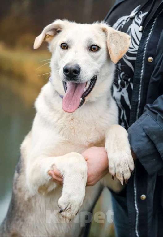 Собаки в Москве: Лана, 2 года, в добрые руки Девочка, Бесплатно - фото 2