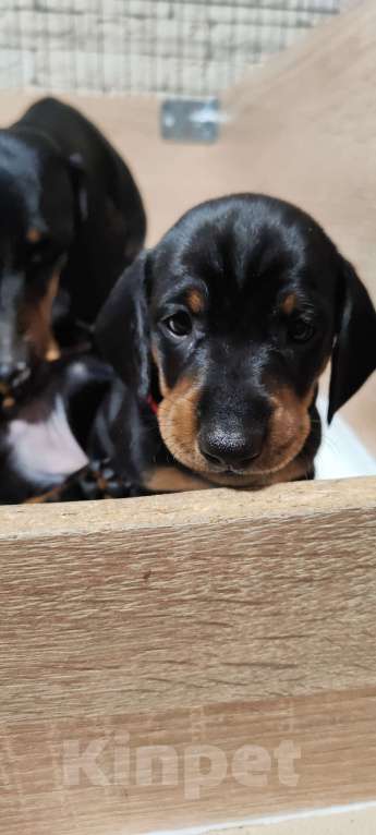 Собаки в Твери: Щенки таксы стандарт Девочка, 50 000 руб. - фото 5