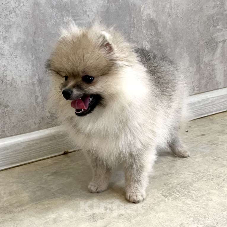 Собаки в Туле: Девочка помераночка Девочка, 25 000 руб. - фото 2