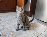 Кошки в Краснодаре: Котенок ищет хозяина Мальчик, 10 руб. - фото 7