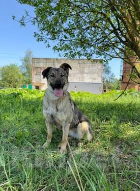 Собаки в Москве: Небольшая собака Берли в приюте Девочка, 1 руб. - фото 2