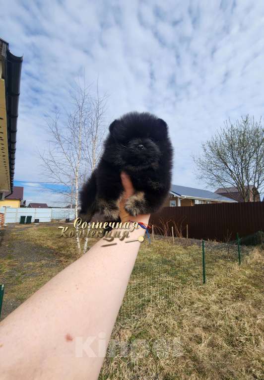 Собаки в Москве: Мальчик померанского шпица из племенного питомника Мальчик, Бесплатно - фото 1