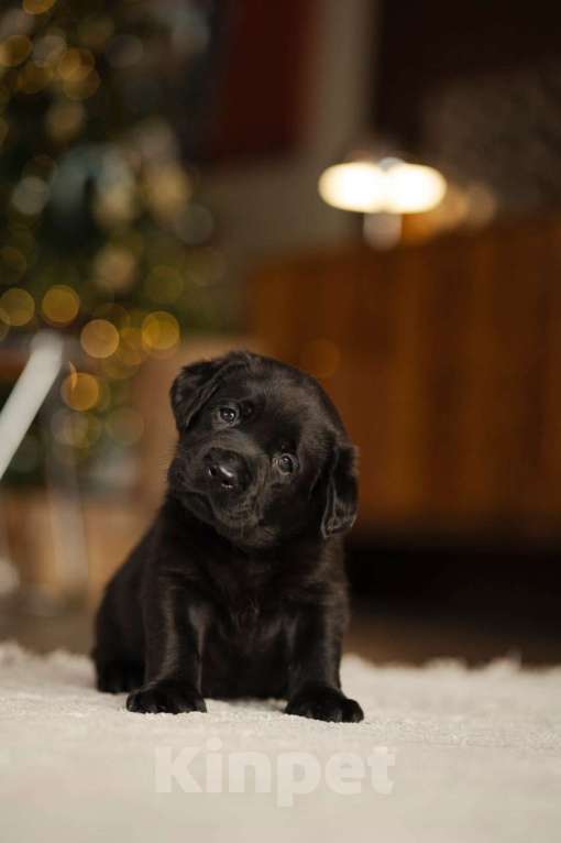 Собаки в Санкт-Петербурге: IRISLAV COPYRIGHT Мальчик, 140 000 руб. - фото 6