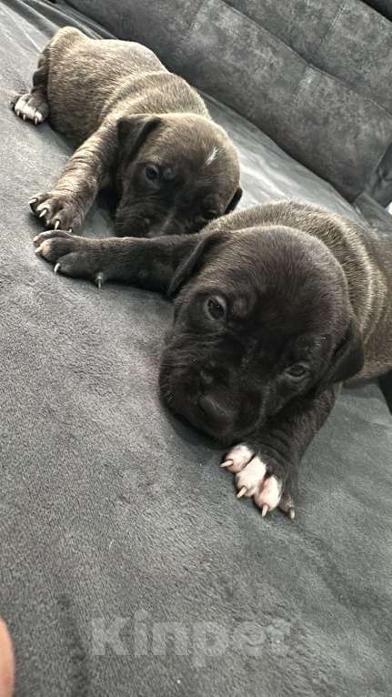 Собаки в Гагарине: Почти даром в добрые руки Мальчик, 10 000 руб. - фото 2