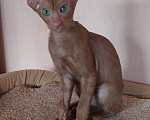 Кошки в Волгограде: Ориентальные котята Мальчик, 50 000 руб. - фото 4