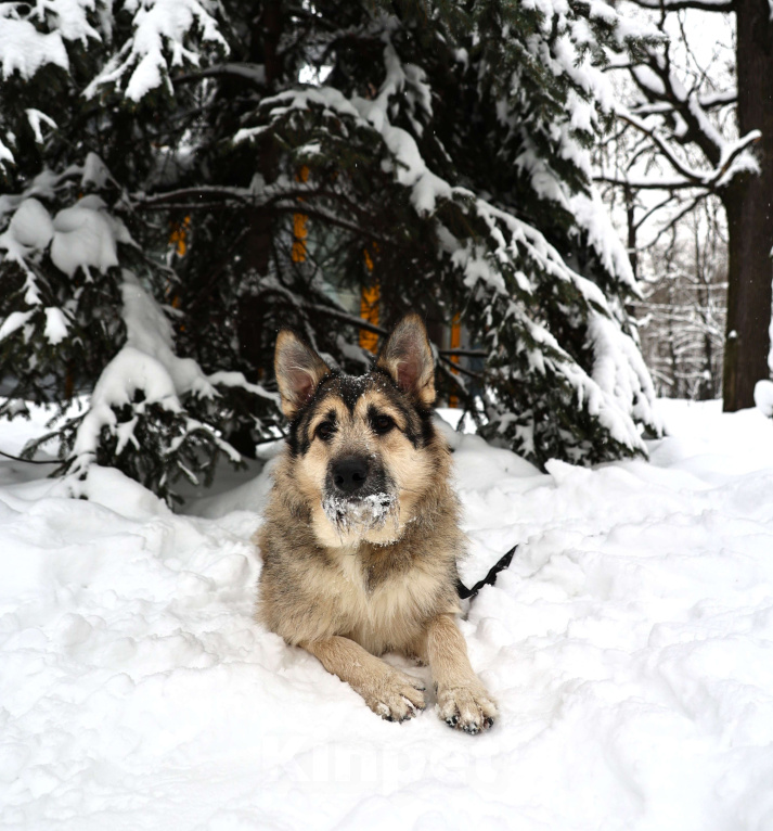 Собаки в Москве: Собака бесплатно в Москве Мальчик, Бесплатно - фото 2