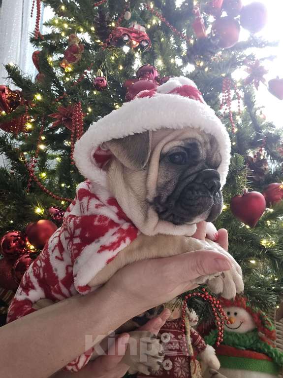 Собаки в Москве: Французский бульдог мальчик Мальчик, 40 000 руб. - фото 4