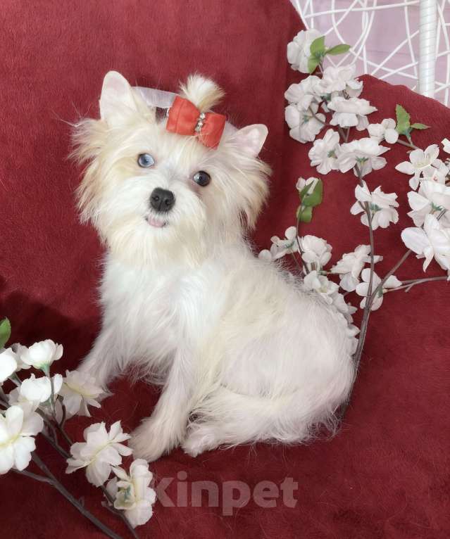 Собаки в Москве: Белый йорк с голубыми глазами девочка подрощенная Девочка, 130 000 руб. - фото 1