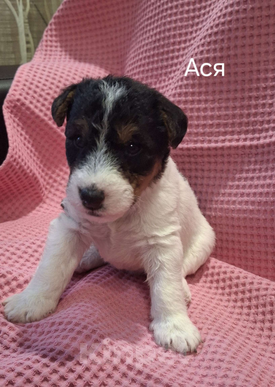 Собаки в Благовещенске: Бронь на щенков жесткошёрстного фокстерьера Девочка, 35 000 руб. - фото 1