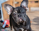Собаки в Санкт-Петербурге: Шикарный щенки французский бульдог Мальчик, 60 000 руб. - фото 10