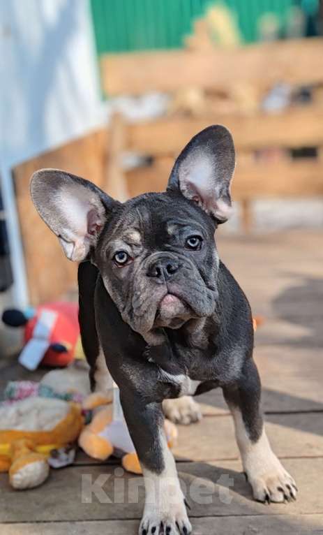 Собаки в Санкт-Петербурге: Шикарный щенки французский бульдог Мальчик, 60 000 руб. - фото 10