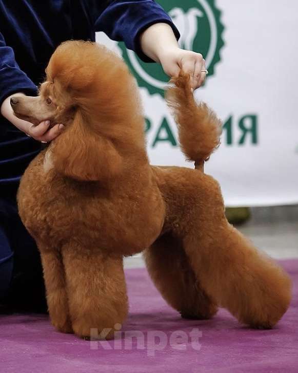 Собаки в Москве: Миниатюрный пудель, вязка  Мальчик, Бесплатно - фото 1