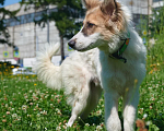 Собаки в Москве: Симба Мальчик, Бесплатно - фото 2