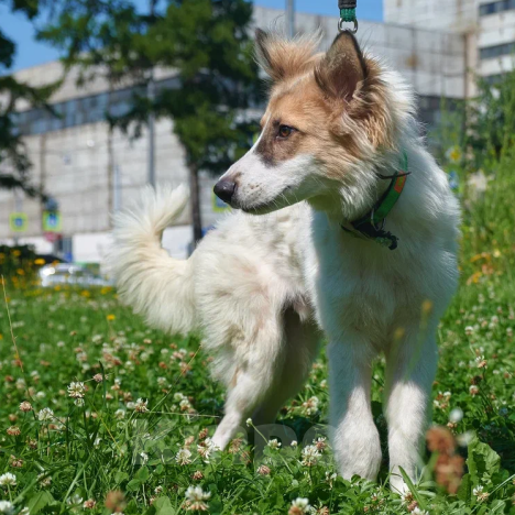 Собаки в Москве: Симба Мальчик, Бесплатно - фото 2