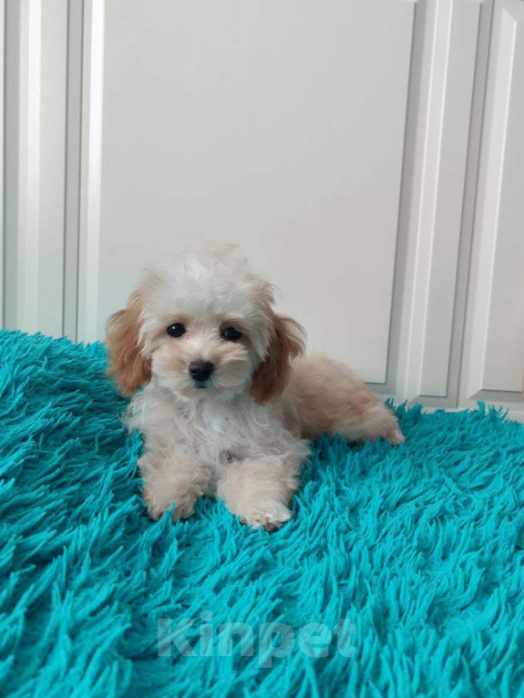 Собаки в Мытищах: Мальтипу F1 Девочка, 55 000 руб. - фото 1