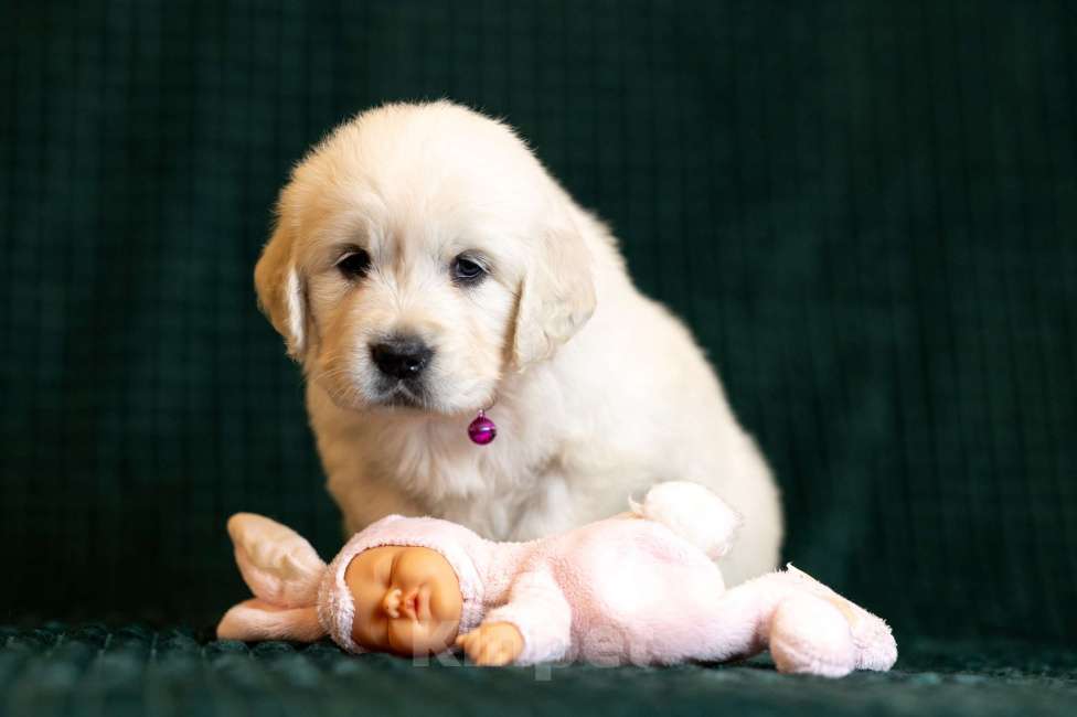 Собаки в других городах Московской области: Злата Девочка, 100 000 руб. - фото 2