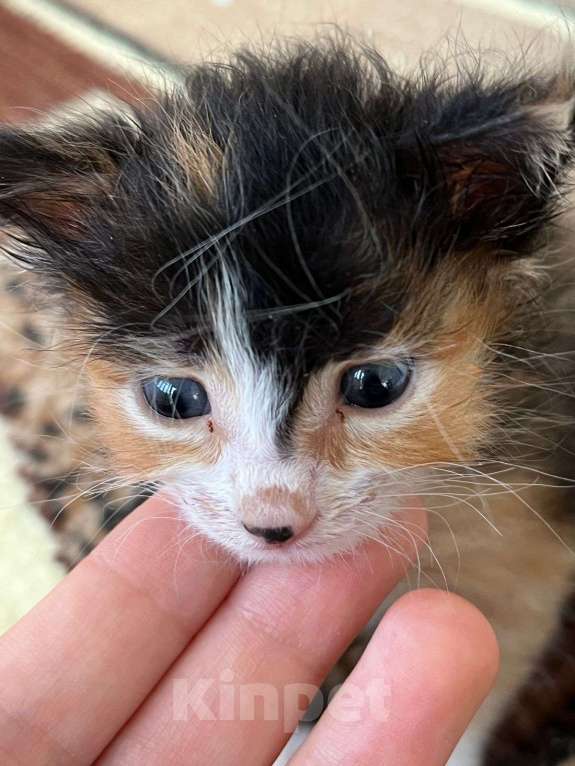 Кошки в Ставрополе: Трехцветный котёнок  Девочка, Бесплатно - фото 3