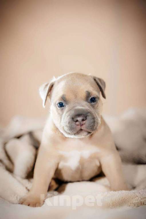 Собаки в Москве: Американский булли щенки  Мальчик, 80 000 руб. - фото 5