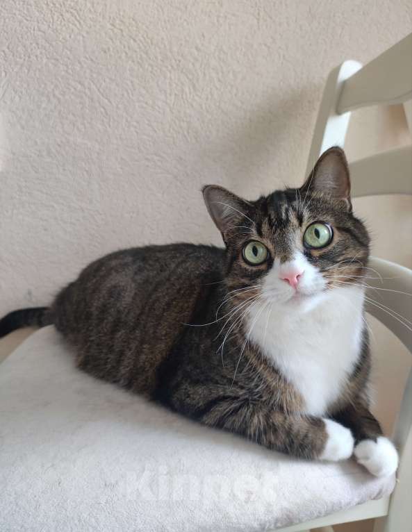 Кошки в Санкт-Петербурге: Отдадим в добрые руки кошечку Алису Девочка, Бесплатно - фото 3