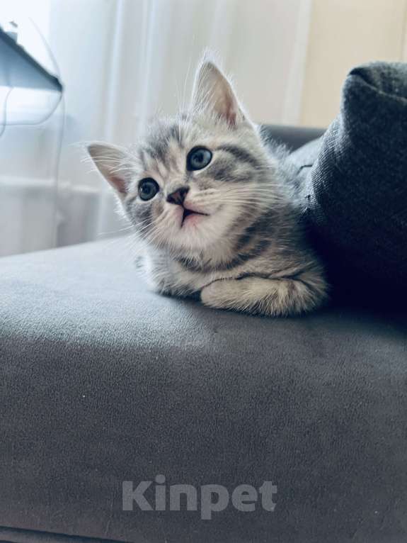 Кошки в Санкт-Петербурге: Шотландский котенок продажа Мальчик, 15 000 руб. - фото 5