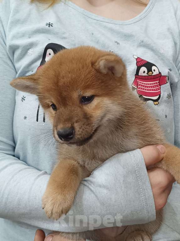 Собаки в Сертолово: Кобель Сиба щенок Мальчик, 60 000 руб. - фото 5