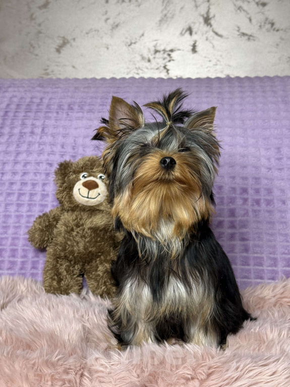 Собаки в Москве: Йоркширский терьер щенок мальчик Мальчик, 55 000 руб. - фото 6