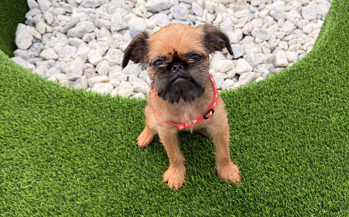 Пти-брабансон