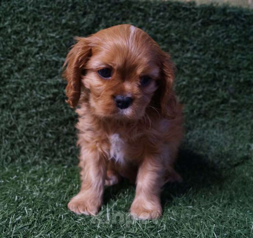 Собаки в Москве: ЩЕНОК МАЛЬЧИК 2 МЕС. Мальчик, 70 000 руб. - фото 2