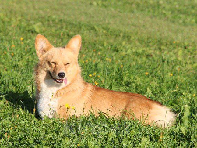 Собаки в Твери: Сука вельш-корги пемброк 1год Девочка, 40 000 руб. - фото 2