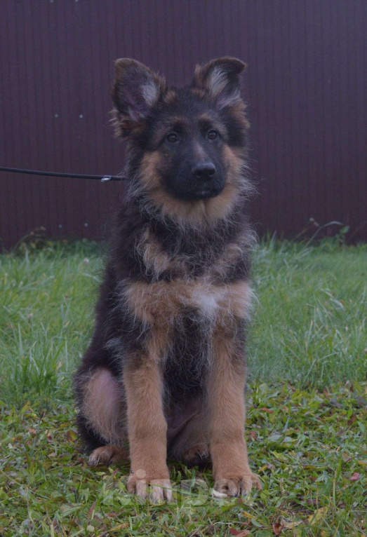 Собаки в Коломне: Продам щенка немецкой овчарки д ш. Девочки Девочка, 50 000 руб. - фото 4