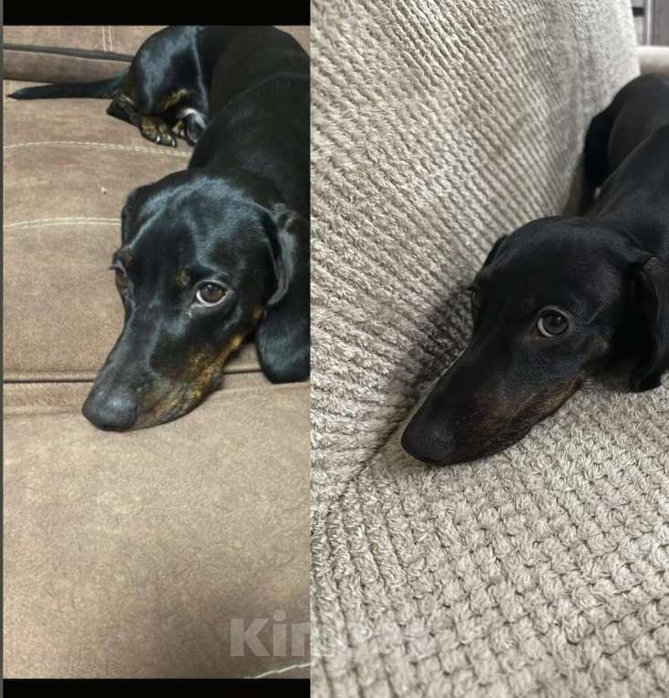 Собаки в Тюмени: Продам мини-таксу Девочка, 10 000 руб. - фото 3