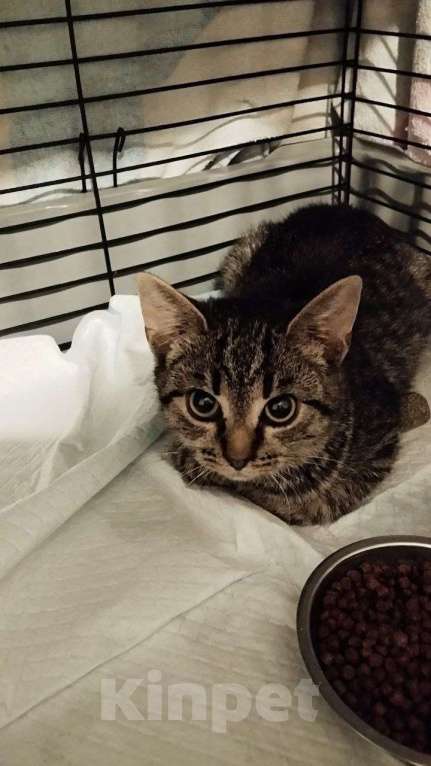 Кошки в Санкт-Петербурге: 🌟ФРИКАДЕЛЬКА ИЩЕТ ДОМ  Девочка, Бесплатно - фото 2