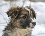 Собаки в Чехове: Лапочка Плюша (Ива) в добрые руки! Девочка, Бесплатно - фото 3