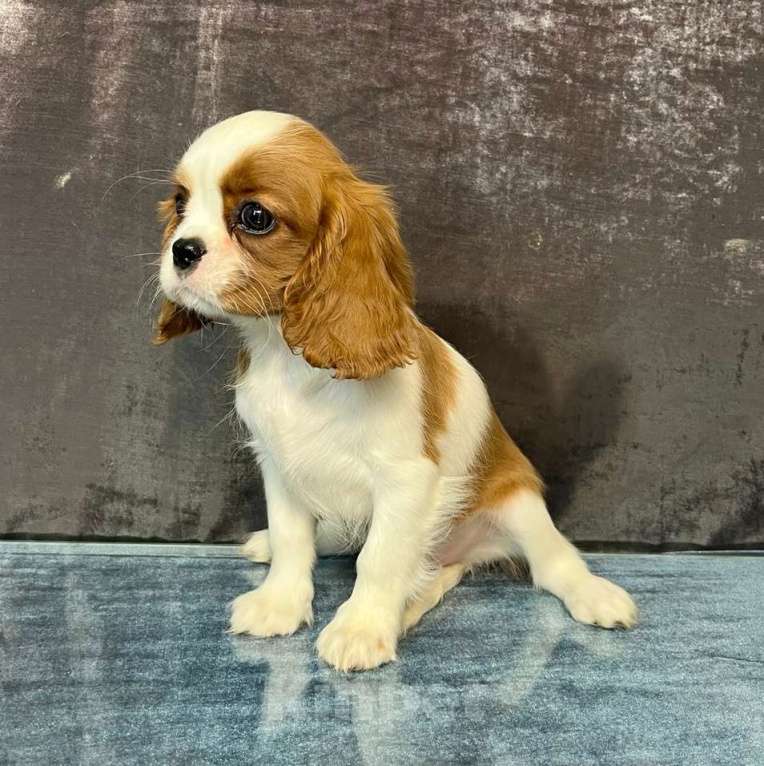 Собаки в Санкт-Петербурге: БЕСТ ИЛРЕАН КЛАЙДА Девочка, 190 000 руб. - фото 4
